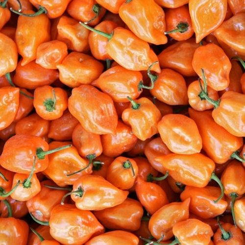 Habanero orange deals