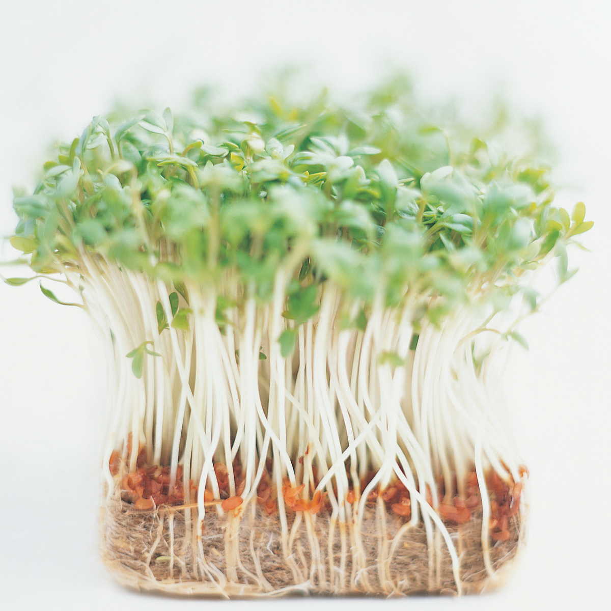 Cress Plain / Curled / Common