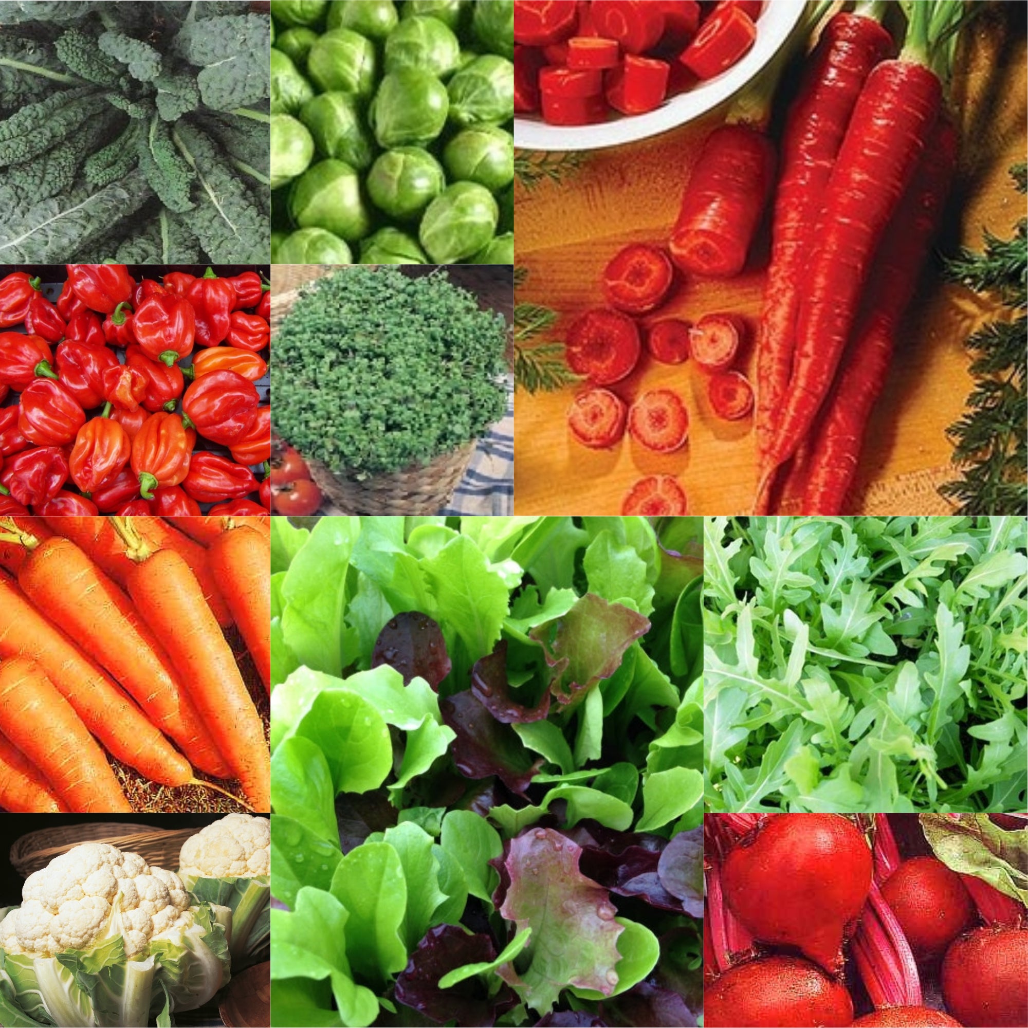 10-pack-vegetable-seeds-carrot-beet-cauliflower-lettuce-chilli