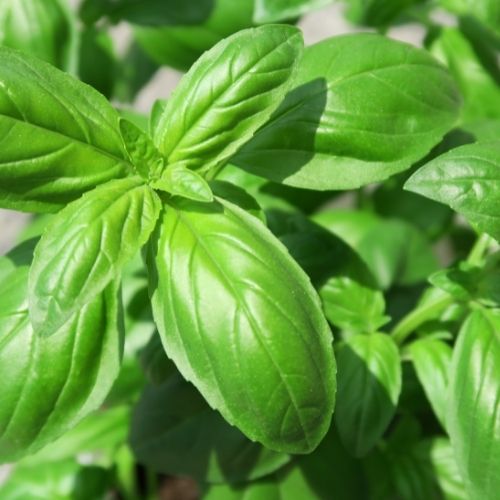 Basil Sweet Basil True Italian Basil Seeds Mooseseeds