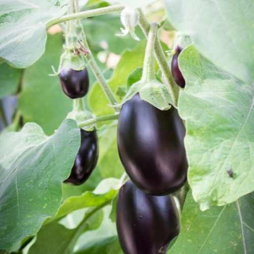 Aubergine - F1 Minny Seeds - Grow an Abundance of Mini Fruit - Easy Gr ...