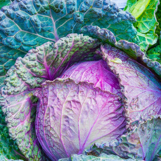 Cabbage Violacio Di Verona Seeds