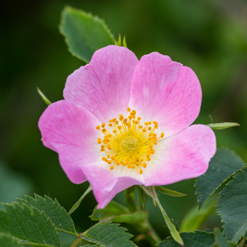 Dog Rose - Rosa canina Seeds