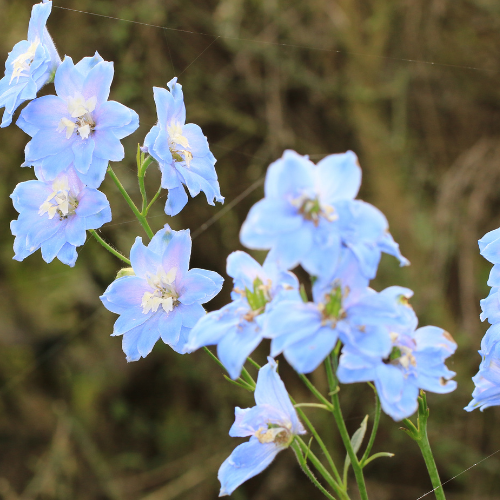 Delphinium Clivedon Beauty Seeds