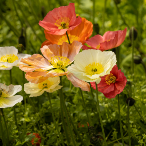 Papaver Champagne Bubbles Mixed Seeds