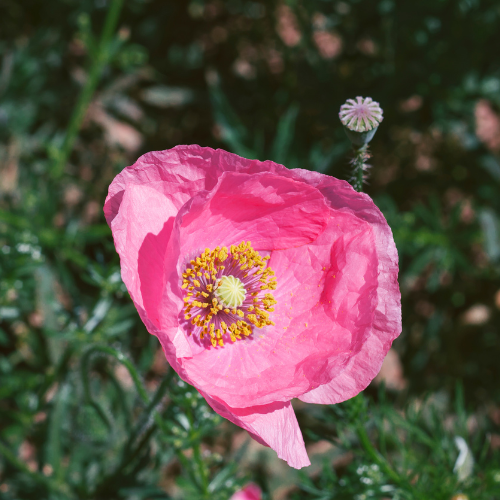 Papaver Champagne Bubbles - Pink - Seeds