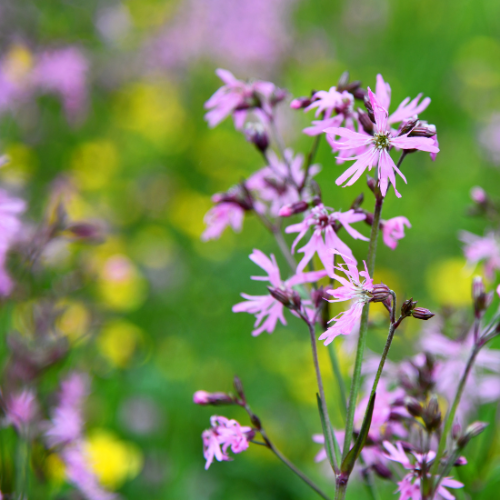 Ragged Robin Wildflower Seeds