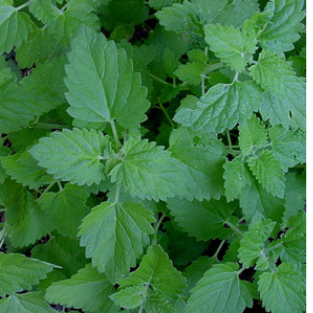 Catnip - Nepeta cataria Seeds – Mooseseeds