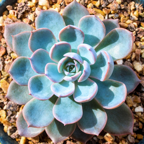 Echeveria Peacockii - Succulent Seeds