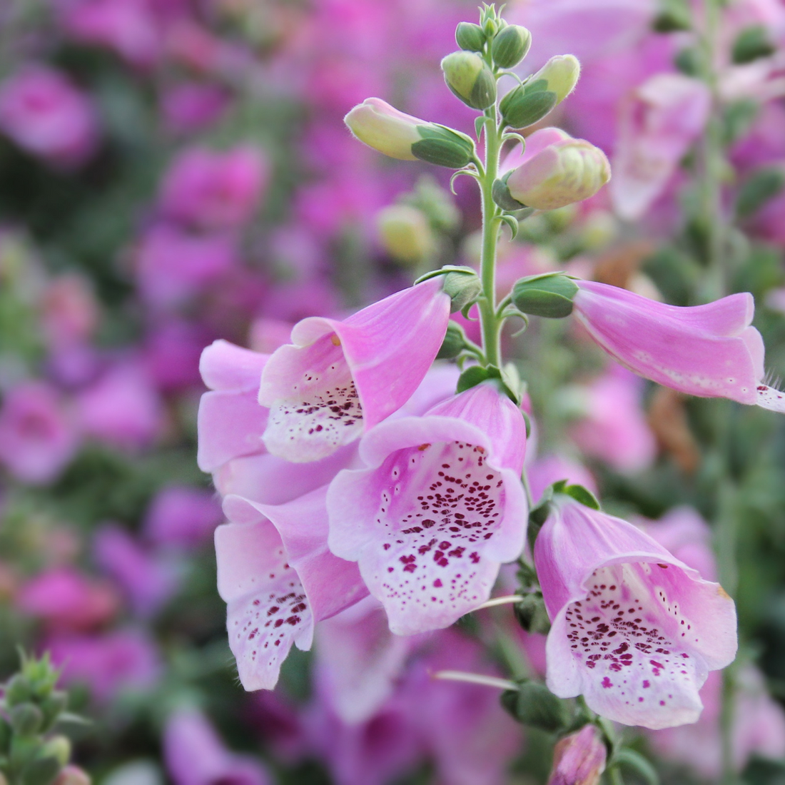 Foxglove - Digitalis Foxy Seeds Dwarf Mix – Mooseseeds