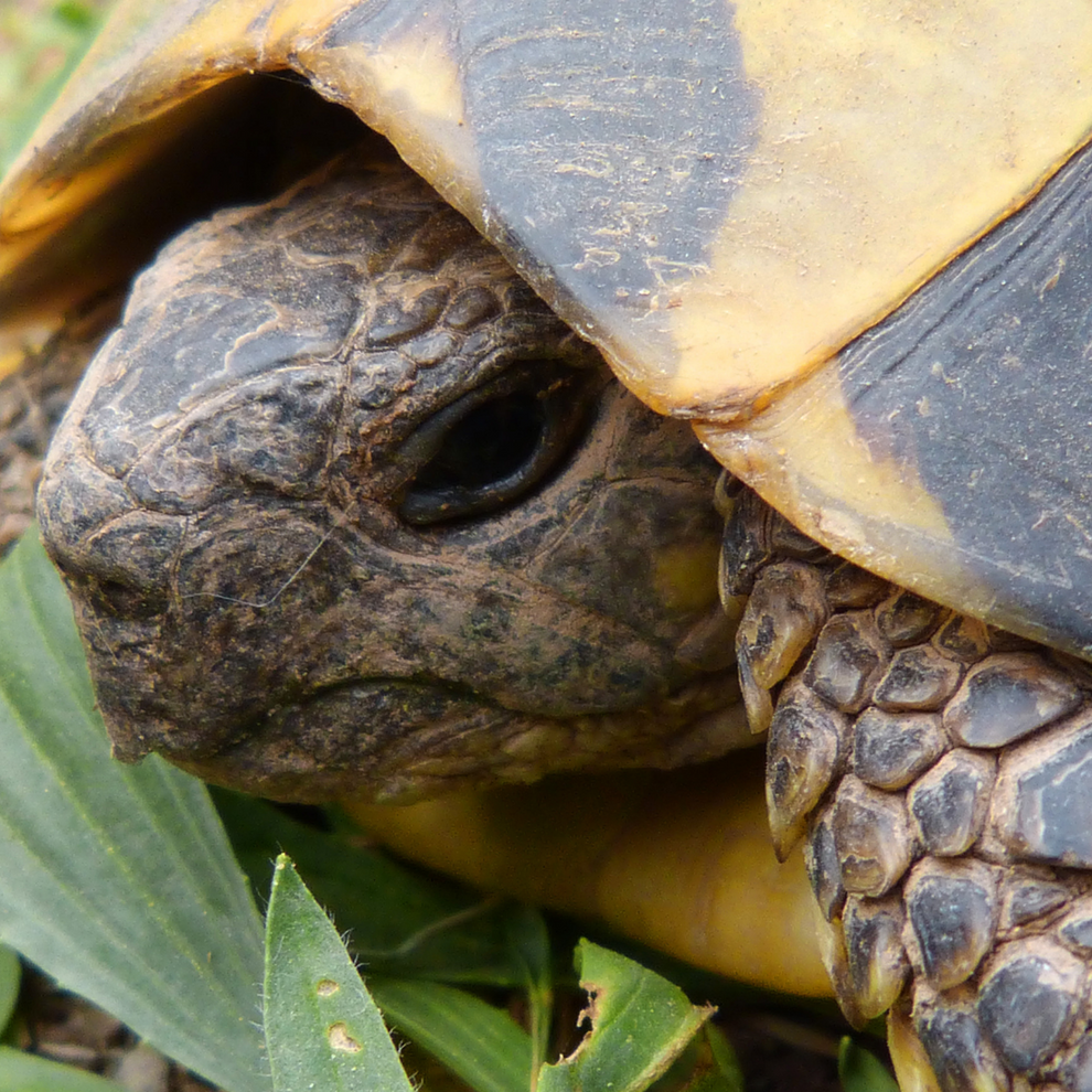 2 Packs - Tortoise Food Mix - Grow Your Own Tortoise Mix Seeds – Mooseseeds